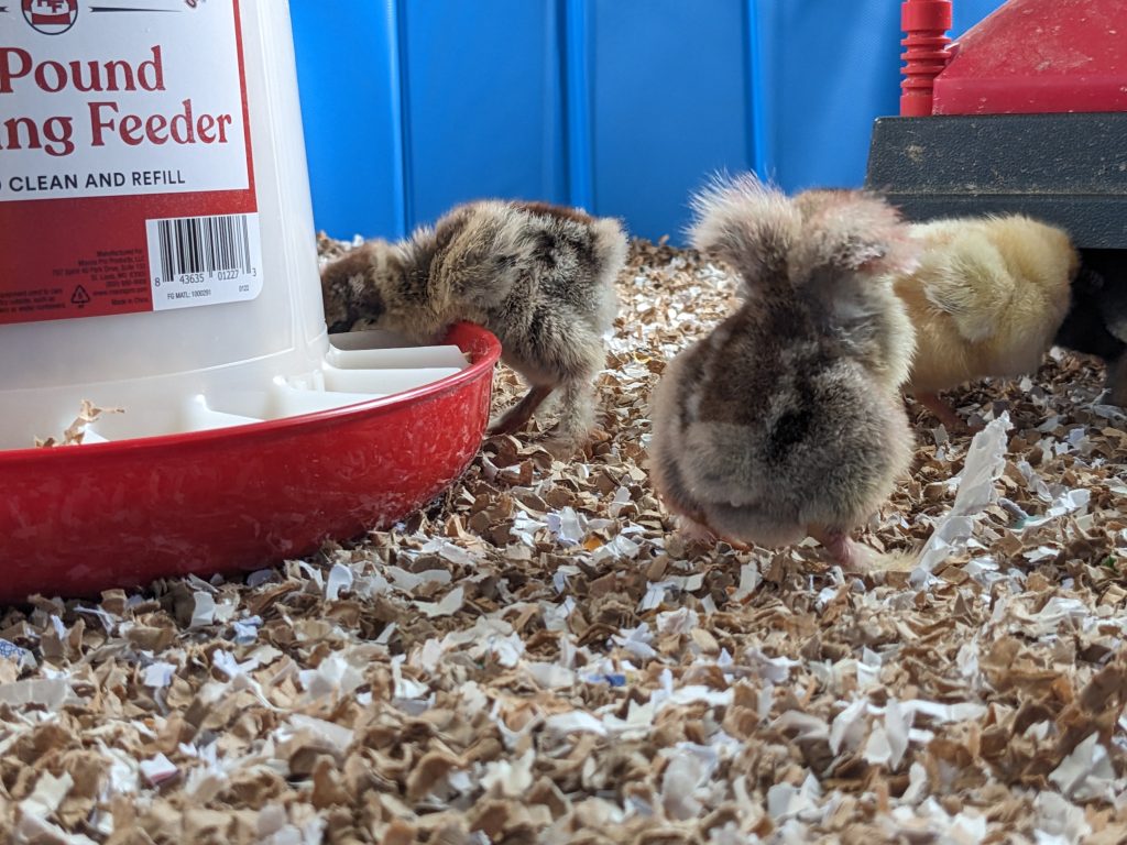 Adorable baby chicks in an enclosure, one is squatting to poop and another is eating from a feeder